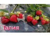 Клубника поздняя Талия саженцы