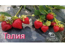 Клубника поздняя Талия саженцы