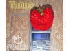 Клубника поздняя Талия саженцы