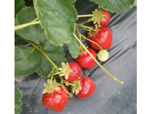 Клубника средняя U031508 саженцы