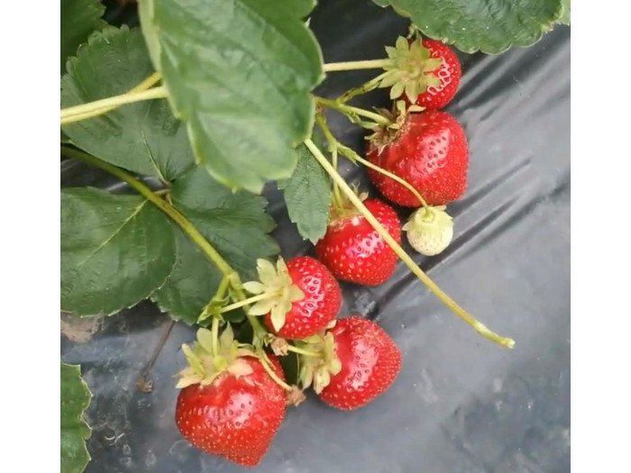 Клубника средняя U031508 саженцы