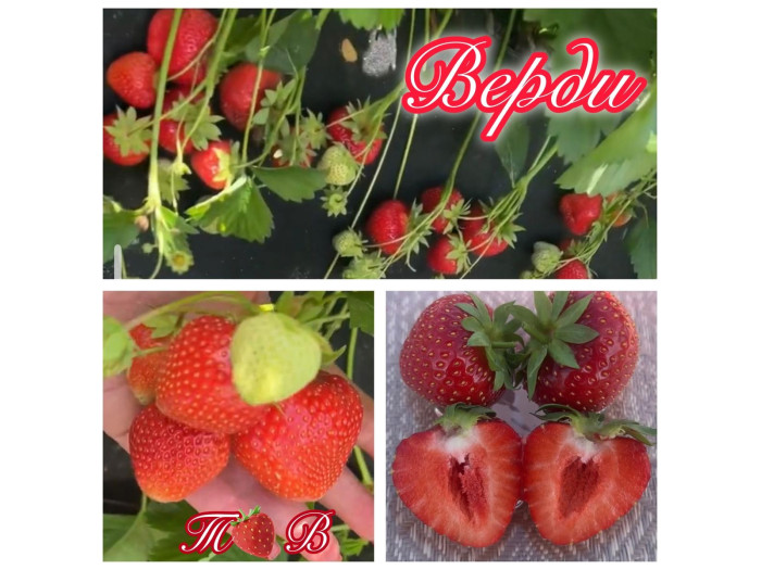 Клубника средняя Верди саженцы