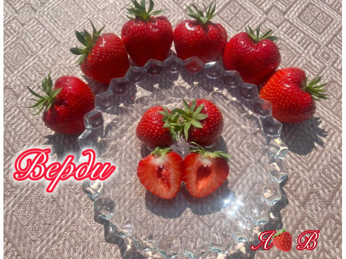 Клубника средняя Верди саженцы