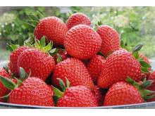 Клубника средняя Вивальди саженцы