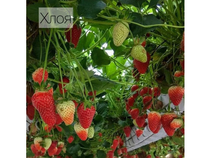 Клубника средняя Хлоя саженцы