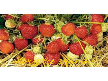 Клубника поздняя Ямаска саженцы