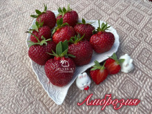 Клубника средняя Амброзия саженцы