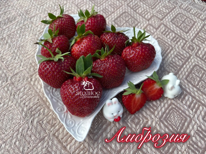 Клубника средняя Амброзия саженцы