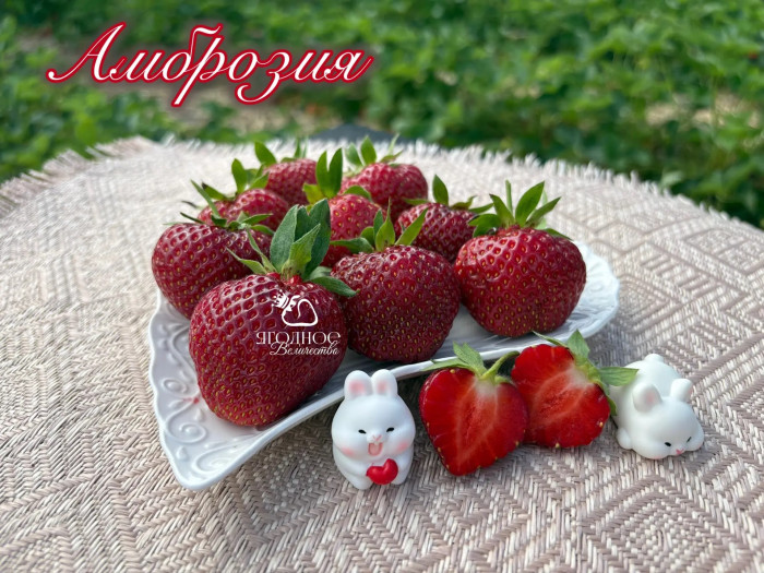 Клубника средняя Амброзия саженцы