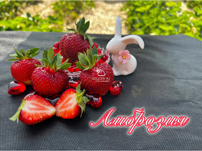 Клубника средняя Амброзия саженцы