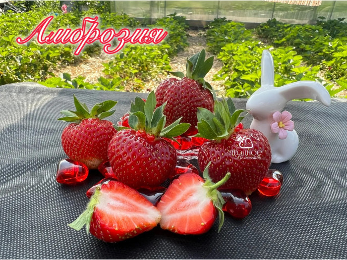 Клубника средняя Амброзия саженцы