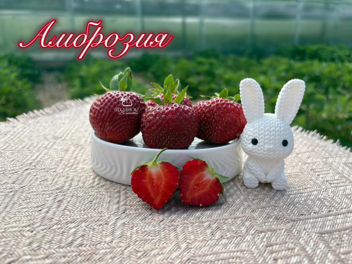 Клубника средняя Амброзия саженцы
