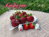 Клубника средняя Амброзия саженцы