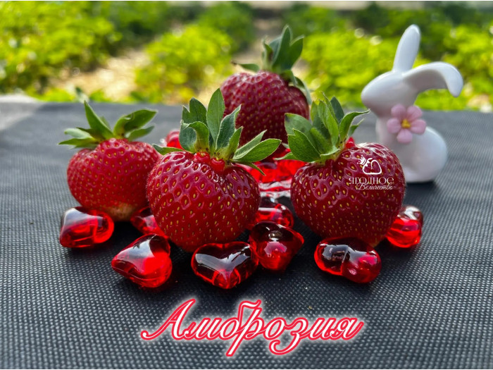 Клубника средняя Амброзия саженцы