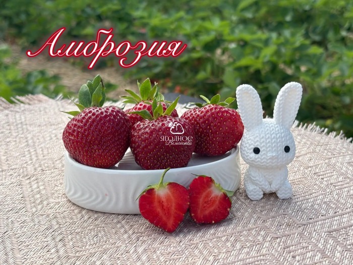 Клубника средняя Амброзия саженцы