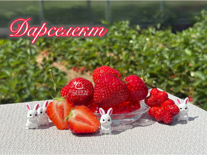 Клубника ранняя Дарселект саженцы