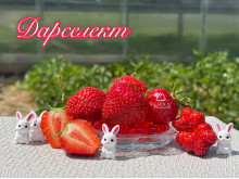 Клубника ранняя Дарселект саженцы