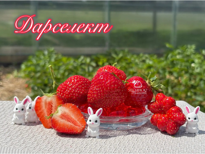 Клубника ранняя Дарселект саженцы