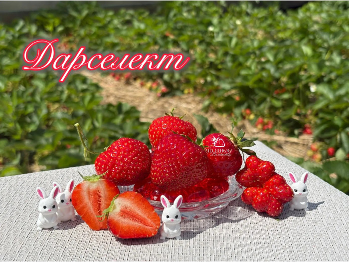 Клубника ранняя Дарселект саженцы