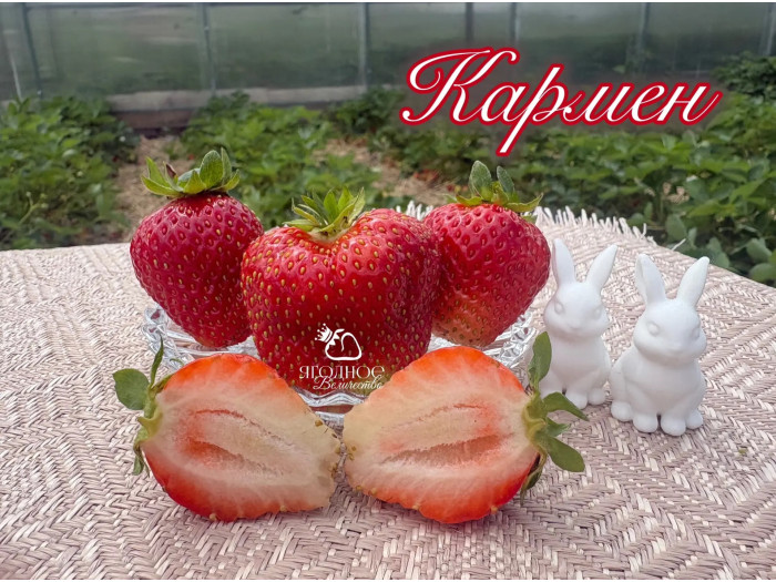Клубника средняя Кармен саженцы