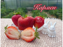 Клубника средняя Кармен саженцы