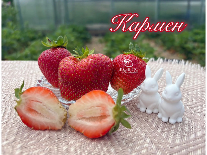 Клубника средняя Кармен саженцы