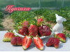 Клубника средняя Купчиха саженцы