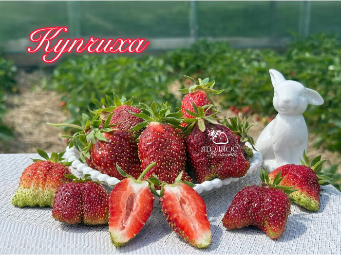 Клубника средняя Купчиха саженцы