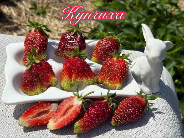 Клубника средняя Купчиха саженцы