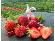 Клубника средняя Лималексия саженцы