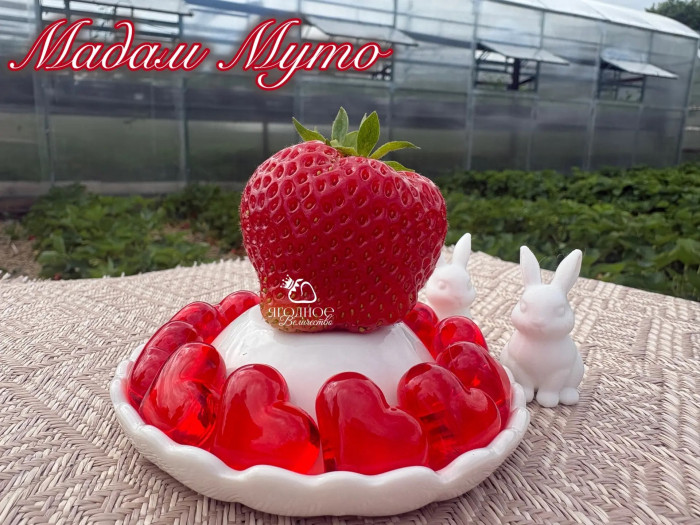 Клубника средняя Мадам Муто саженцы