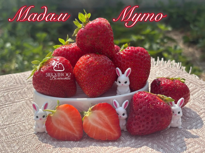 Клубника средняя Мадам Муто саженцы