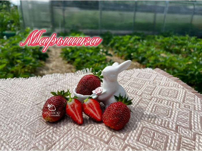 Клубника средняя Марышка саженцы