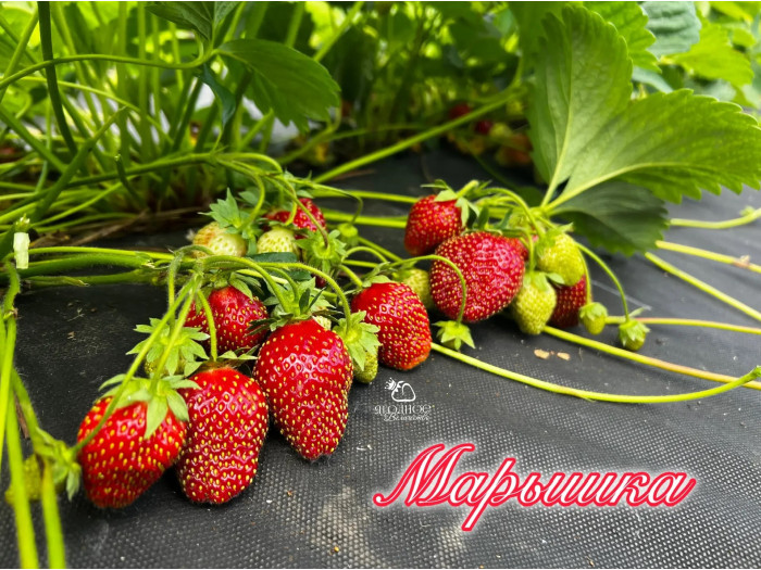 Клубника средняя Марышка саженцы