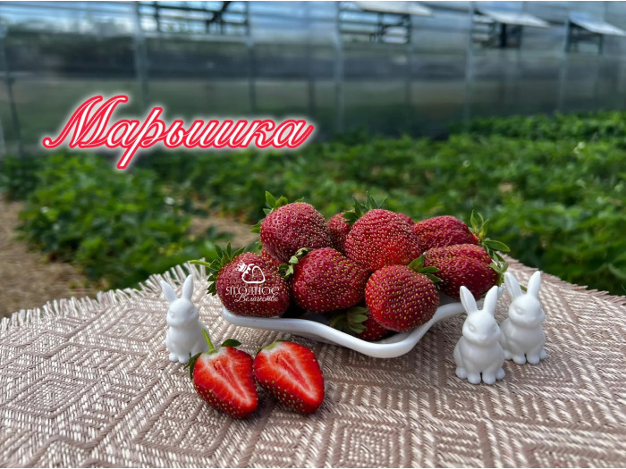 Клубника средняя Марышка саженцы