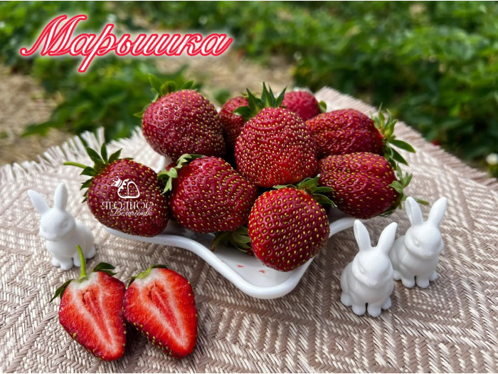 Клубника средняя Марышка саженцы