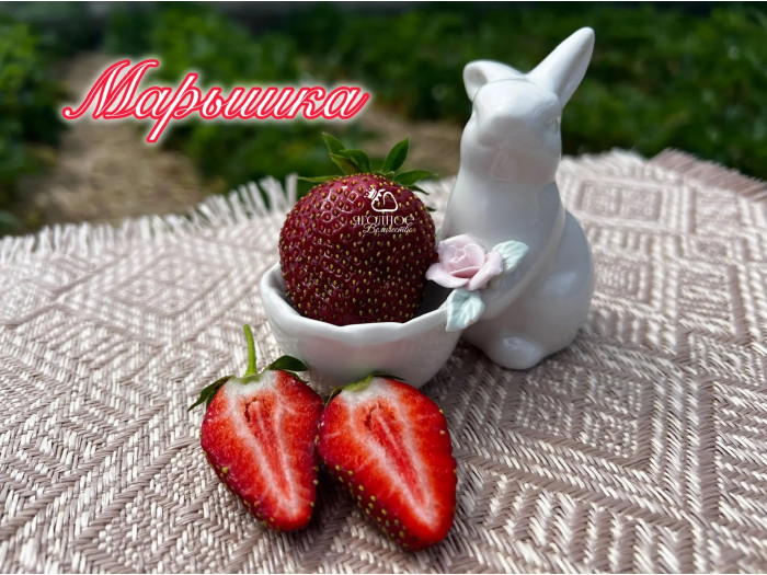 Клубника средняя Марышка саженцы