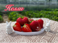 Клубника средняя Нелли саженцы