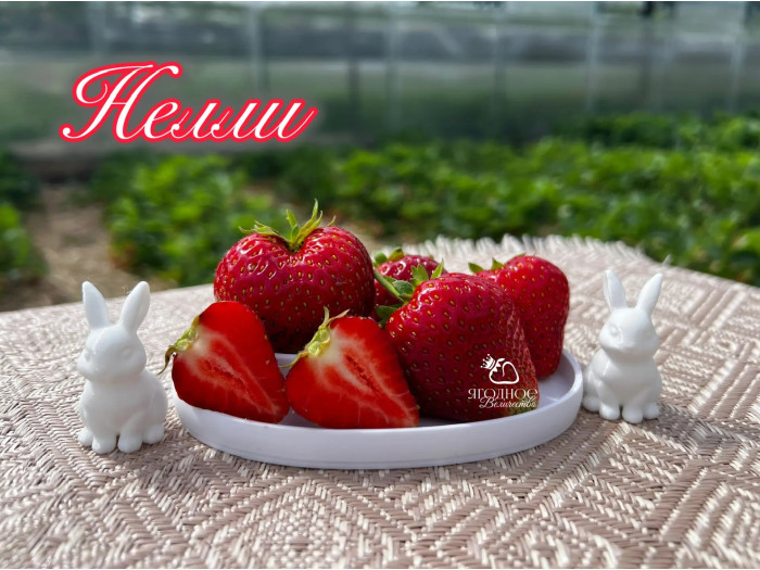 Клубника средняя Нелли саженцы