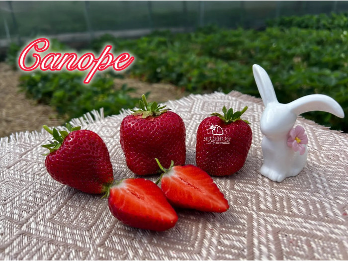 Клубника средняя Сапоре саженцы