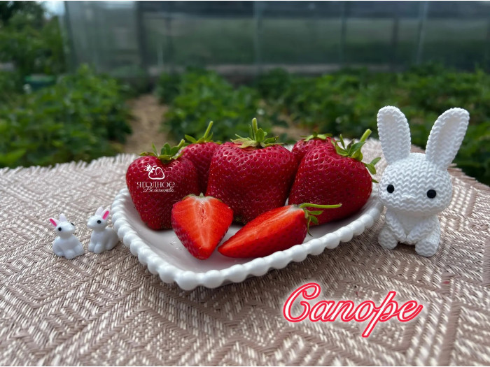 Клубника средняя Сапоре саженцы