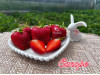 Клубника средняя Сапоре саженцы