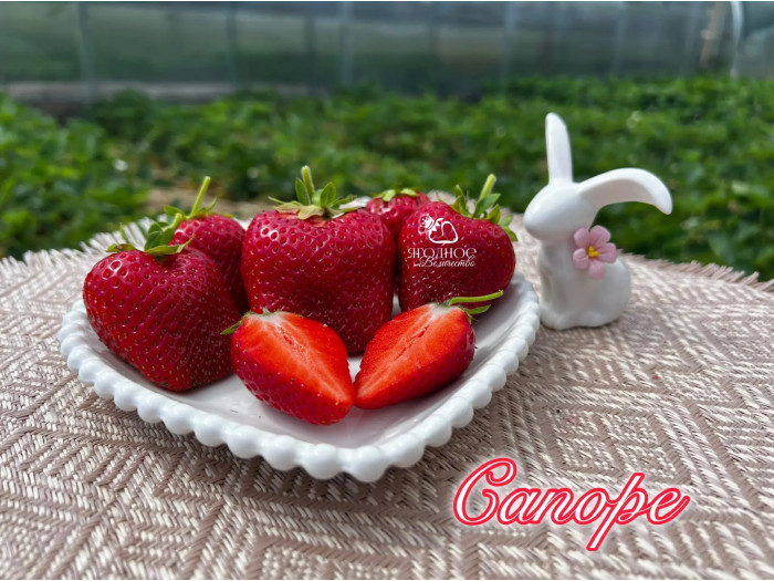 Клубника средняя Сапоре саженцы