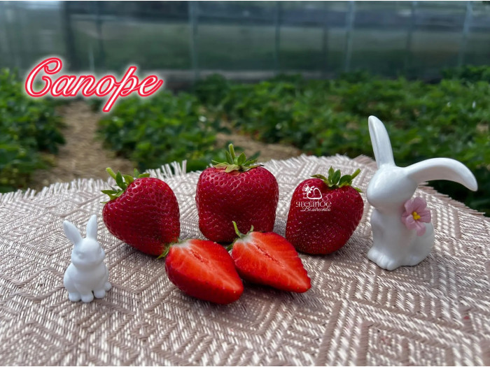 Клубника средняя Сапоре саженцы
