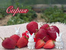 Клубника средняя Сирия саженцы