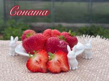 Клубника средняя Соната саженцы