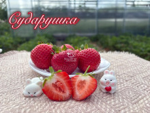 Клубника средняя Сударушка саженцы