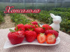 Клубника средняя Хансалола саженцы