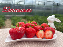 Клубника средняя Хансалола саженцы