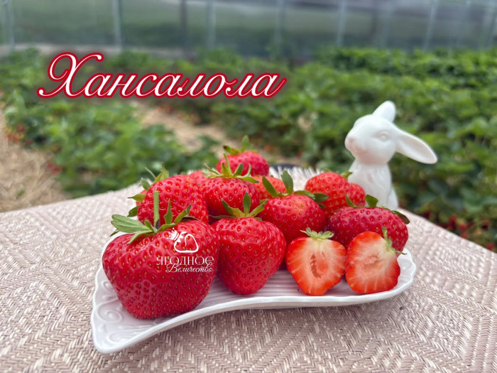 Клубника средняя Хансалола саженцы